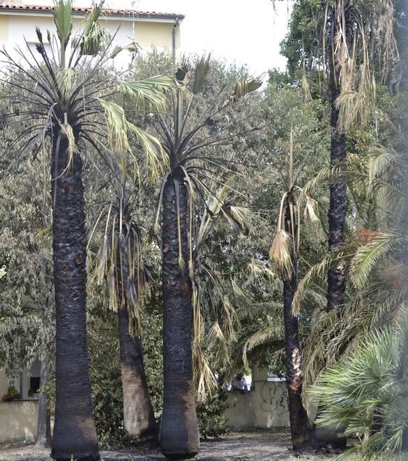 Sorso, bruciate le palme che fanno ombra alle case 