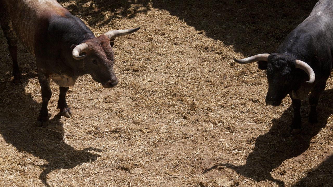 Incornato da un toro, è grave