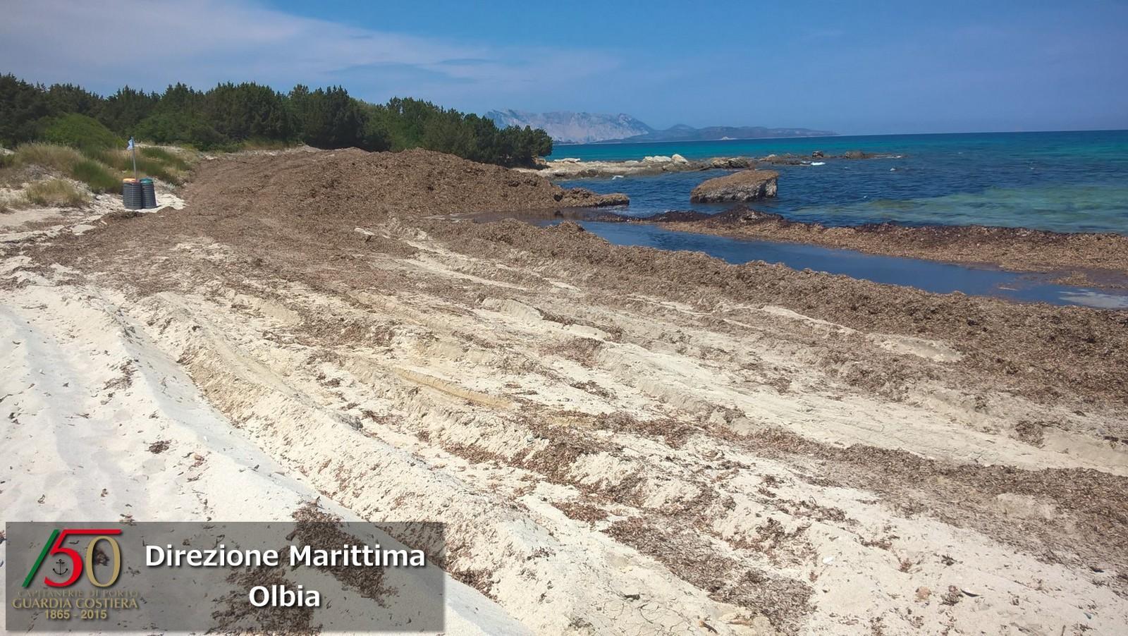 Pulizia dei litorali dalla posidonia, sanzionato un imprenditore