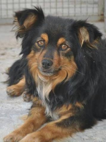 sos animali