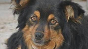 sos animali