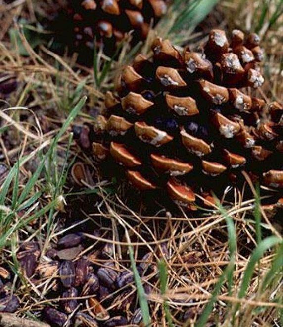 La raccolta dei pinoli al Comune costerà quasi 40.000 euro