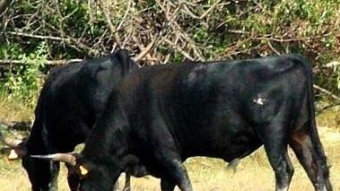 Schiacciato dal toro Agricoltore grave