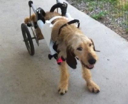 La nuova vita del cane Rudy grazie al suo carrellino 