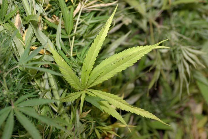 Piantine di marijuana