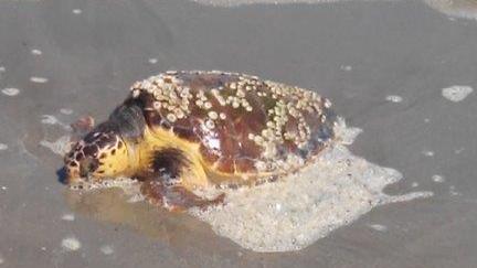 La tartaruga spiaggiata