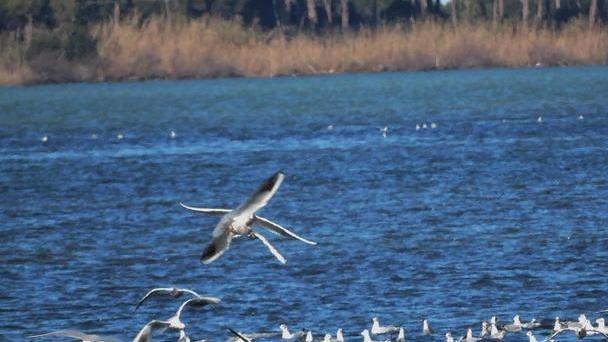 Laguna, 170.000 euro di guasti