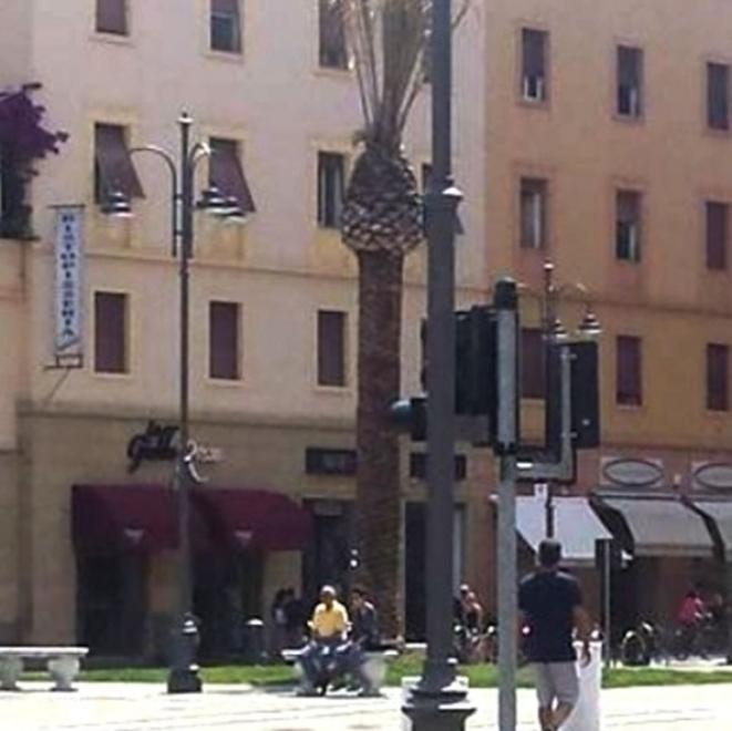 La palma di piazza Grande è morta Il Comune: era in garanzia, sarà sostituita