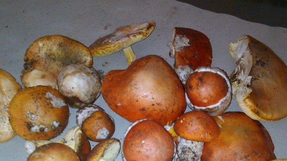 Cinque chili di porcini in un solo colpo