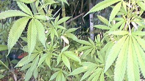 Coltivavano cannabis, denunciati due giovani 