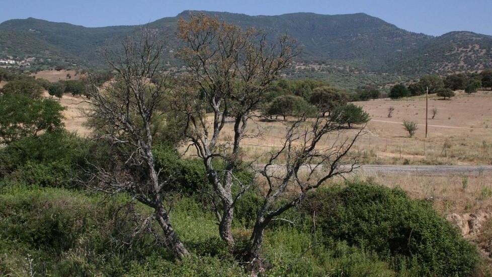 Cresce l’allarme per la processionaria