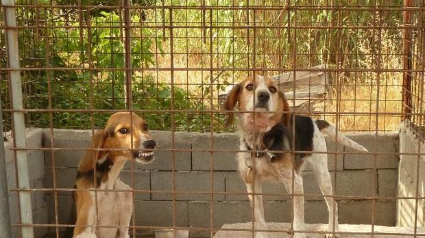 Due cani rinchiusi nel canile lager scoperto dagli uomini del corpo forestale