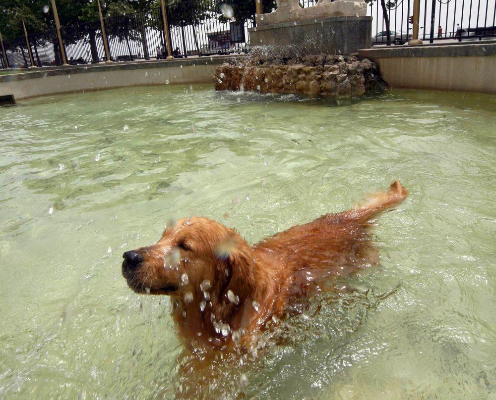 In estate attenzione ai colpi di calore, a Fido possono anche costare la vita