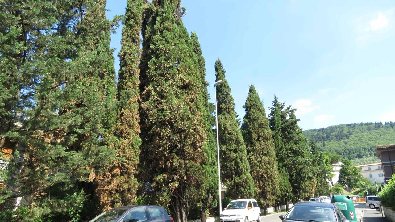 I cipressi ingialliti che verranno abbattuti in via Magazzini (foto Batavia)