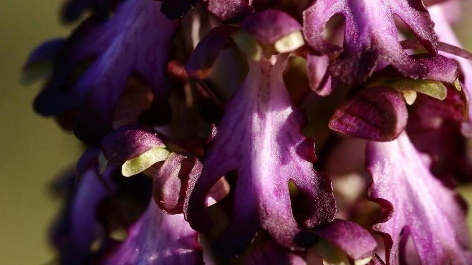 Un dettaglio della rara orchidea che nasce spontaneamente all'Uccellina