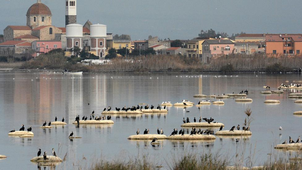Pescatori esasperati alla Regione: fateci sparare contro i cormorani 