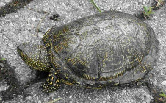 L'esemplare di tartaruga palustre Emys orbicularis