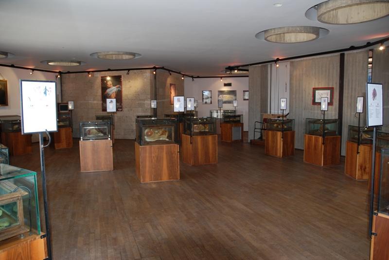 La collezione delle cere anatomiche alla Cittadella dei musei