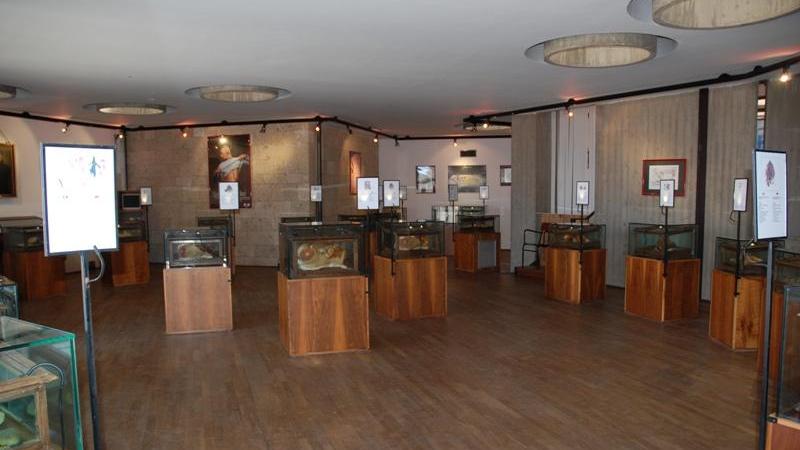 La collezione delle cere anatomiche alla Cittadella dei musei