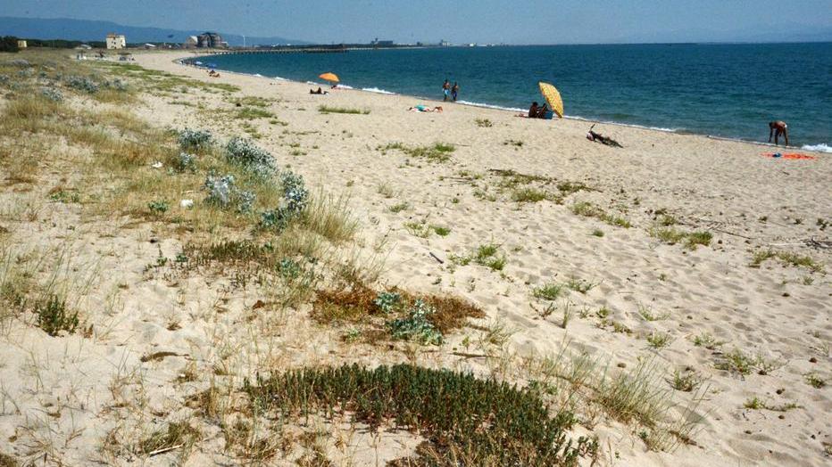 «Le piante sulla spiaggia una difesa contro l’erosione»