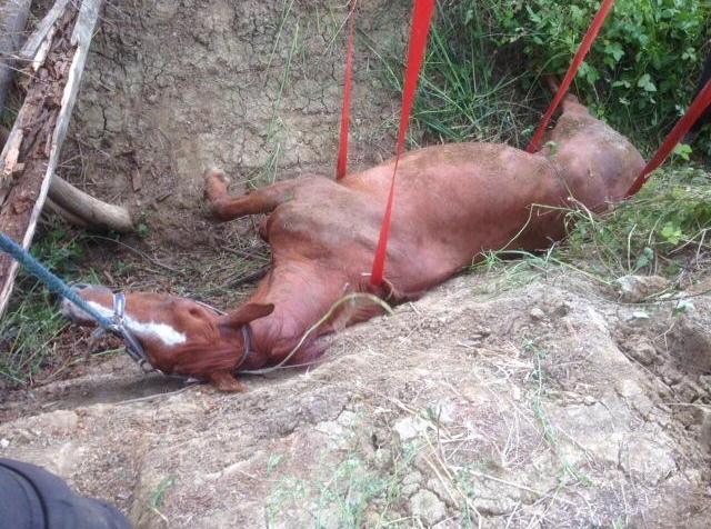 Veleno salvato dai pompieri dopo la caduta nel fosso