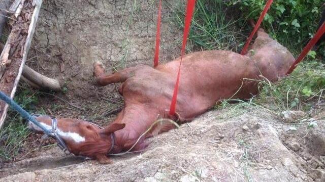Veleno salvato dai pompieri dopo la caduta nel fosso