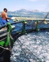 «Il porto dell’Enel base logistica per l’acquacoltura» 