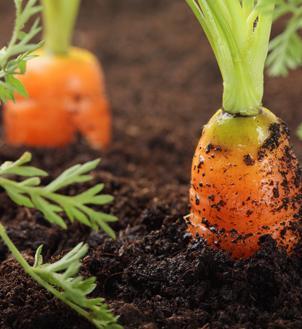 Bio, stretta europea Maggiori garanzie sull’import extra Ue 