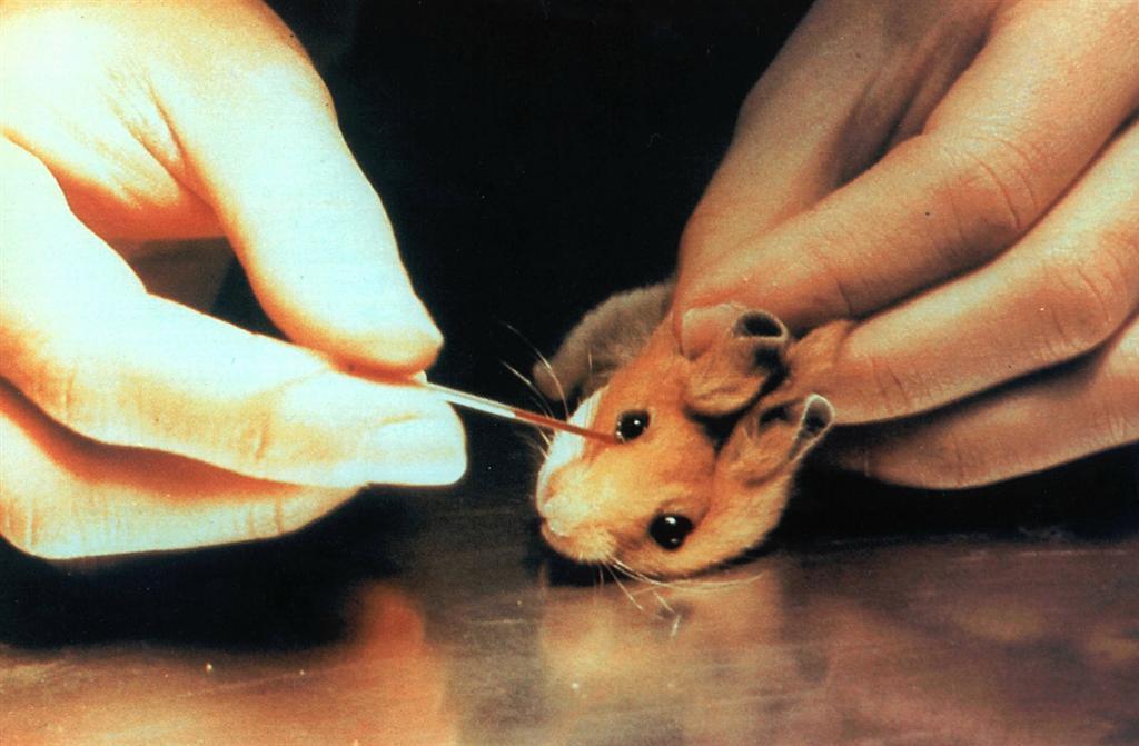 Cagliari, appello del rettore Del Zompo: stop ai test su animali danneggia ricerca 