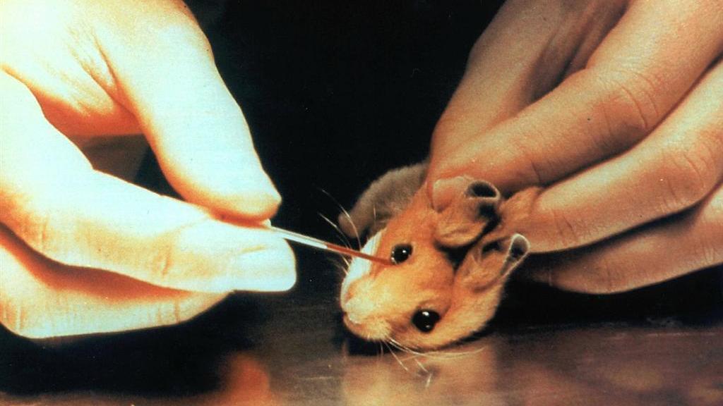 Cagliari, appello del rettore Del Zompo: stop ai test su animali danneggia ricerca 