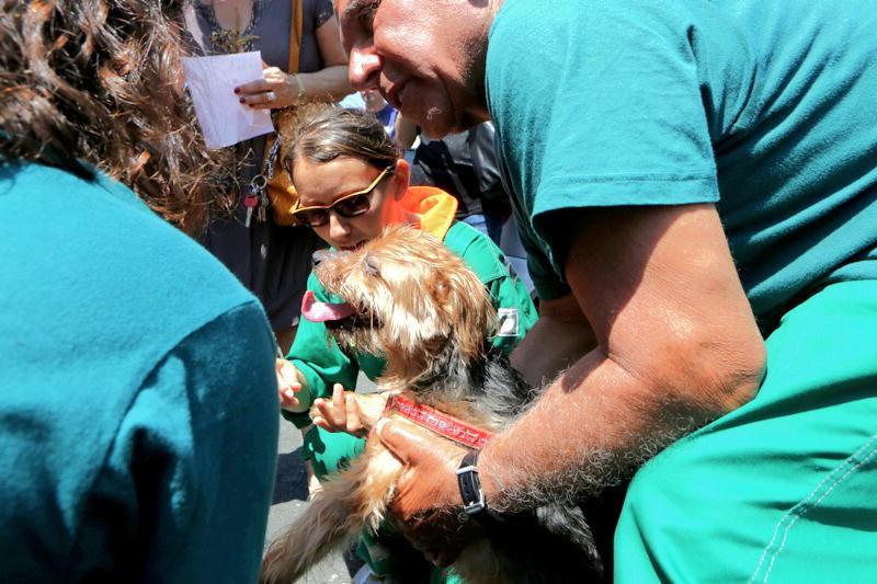 I soccorsi a un cane ferito (foto d'archivio)
