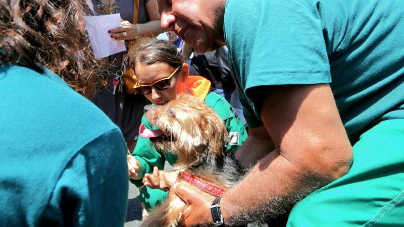 I soccorsi a un cane ferito (foto d'archivio)