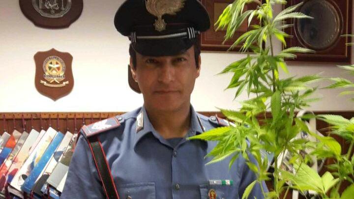 Una delle piante di marijuana sequestrate
