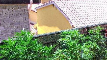 Le piante di canapa indiana sul terrazzo nel centro di Ozieri