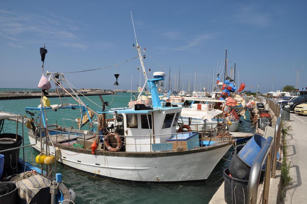 Alcune delle imbarcazioni dei pescatori professionisti ormeggiate al porto di cecina