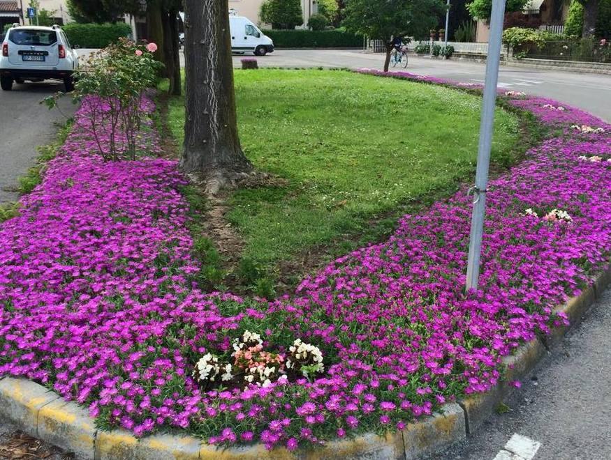 Il successo delle aiuole viola sull’incrocio 