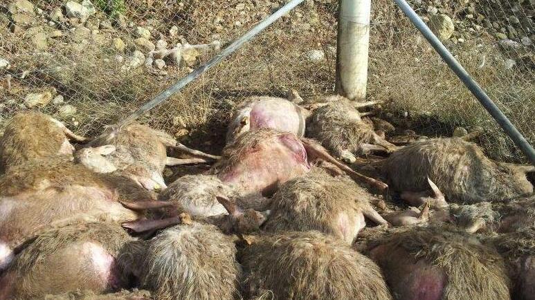 Assalti alle greggi Pastori in riunione oggi a Marrucheti