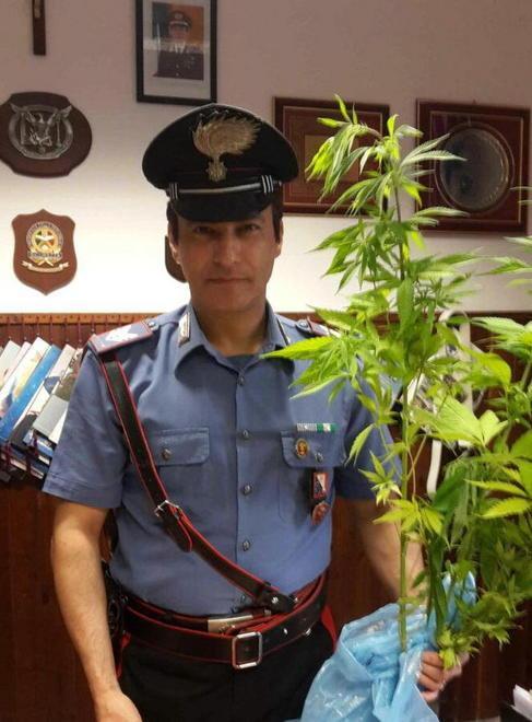 Coltiva marijuana sul terrazzo 