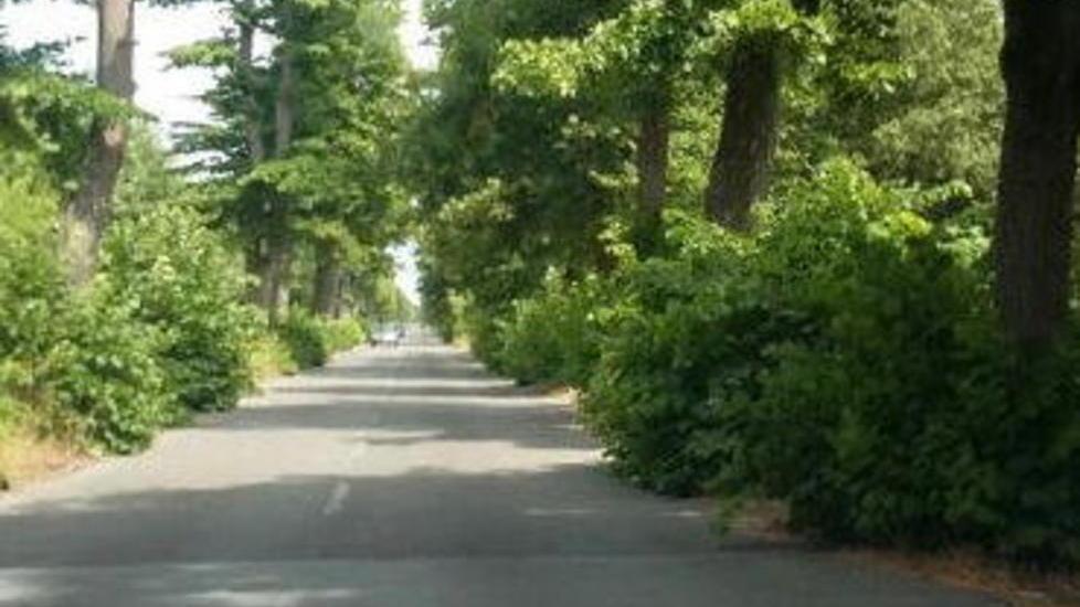 Viale dei Tigli sempre più pericoloso