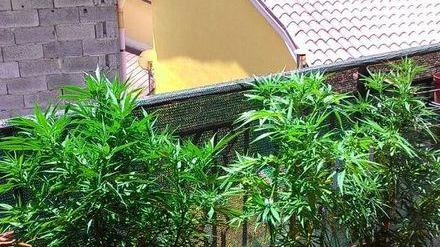 Coltivava marijuana sul balcone di casa: operaio denunciato 