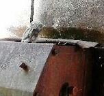 Un piccolo di civetta trovato e salvato Consegnato alla Lipu 