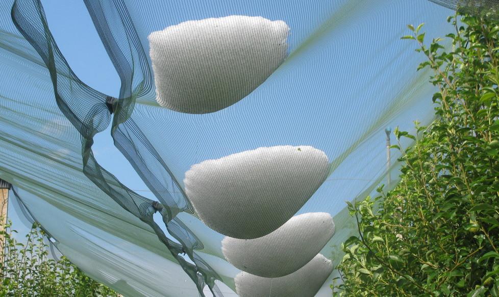 Per la grandine danni ingenti alle colture 