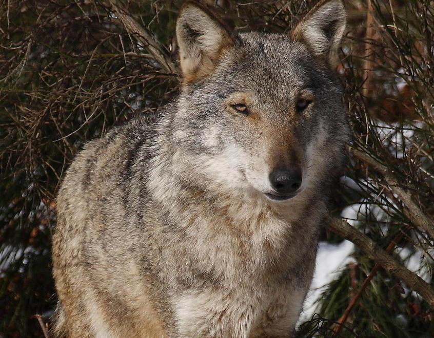 Gli animalisti: assurdo sparare ai lupi e le difese ci sono già 