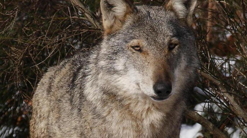 Gli animalisti: assurdo sparare ai lupi e le difese ci sono già