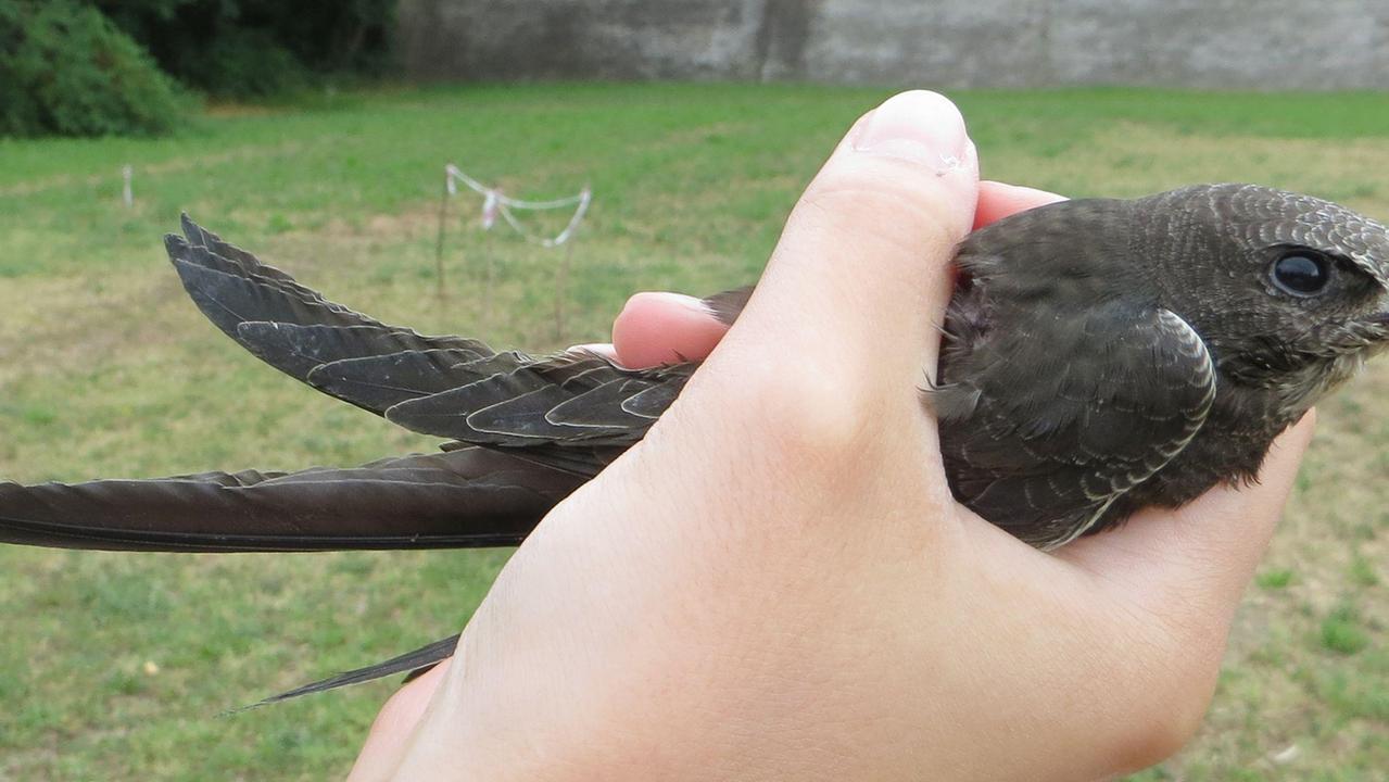 Festa alla Lipu per i rondoni