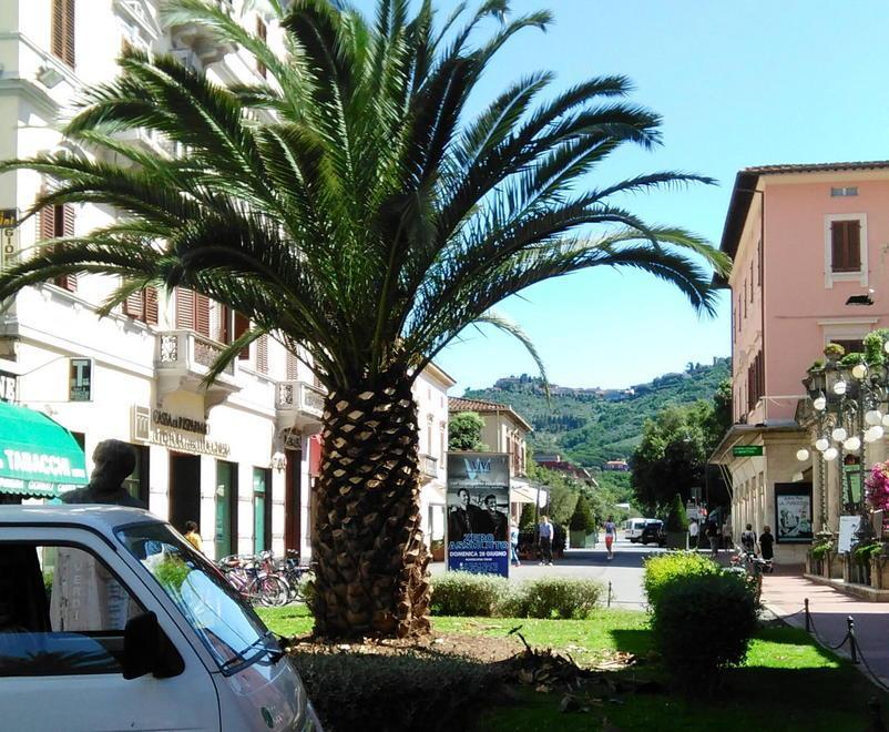 Sfrondata la palma di viale Verdi