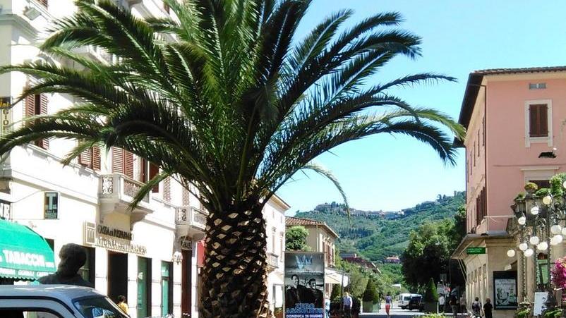 Sfrondata la palma di viale Verdi