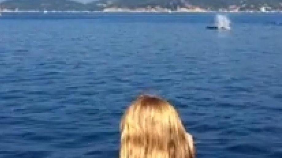 Balene al largo di Marciana Marina