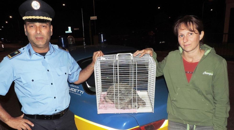 Catturata da Aeop ed Enpa tartaruga “azzannatrice”