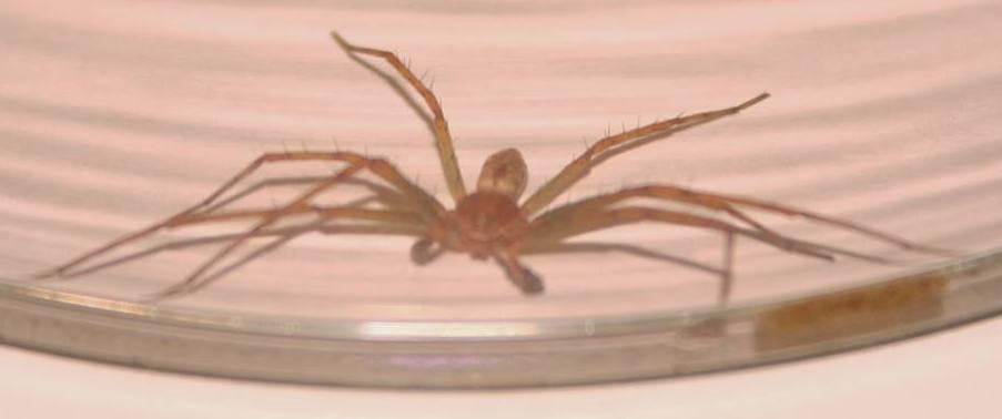 Lido Nazioni, morsa dal ragno violino finisce all’ospedale 